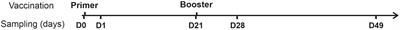 Predictive model for BNT162b2 vaccine response in cancer patients based on blood cytokines and growth factors